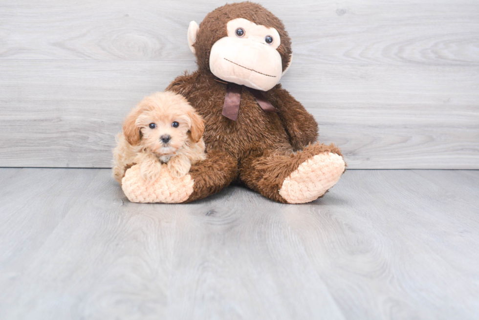 Adorable Maltepoo Poodle Mix Puppy