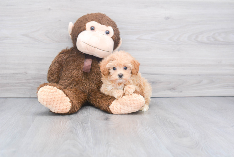 Fluffy Maltipoo Poodle Mix Pup