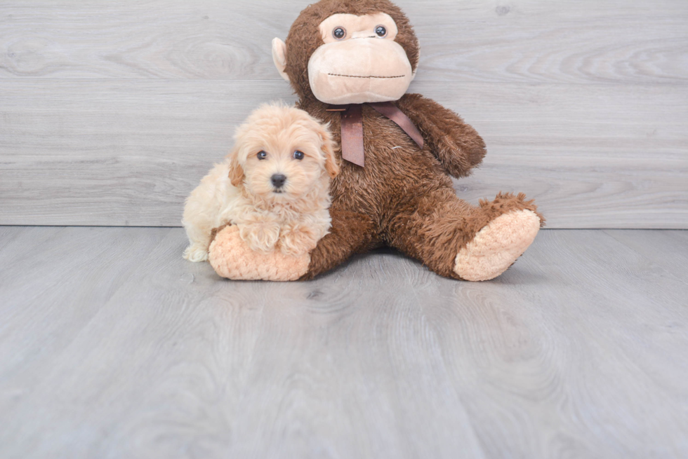 Sweet Maltipoo Baby