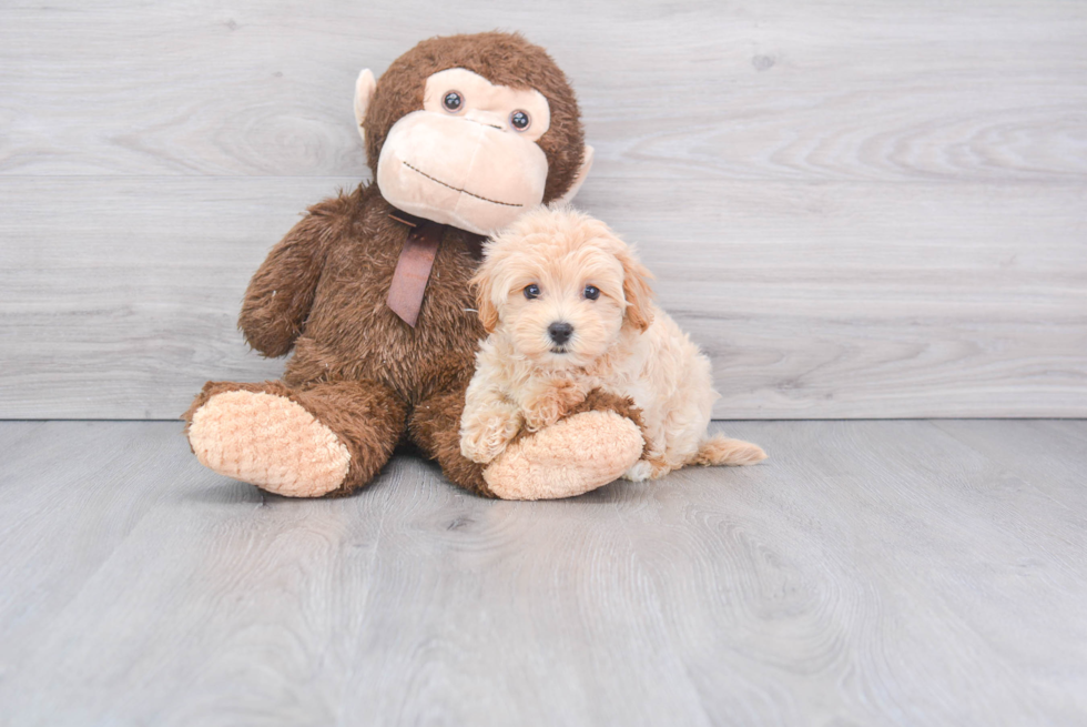 Maltipoo Puppy for Adoption