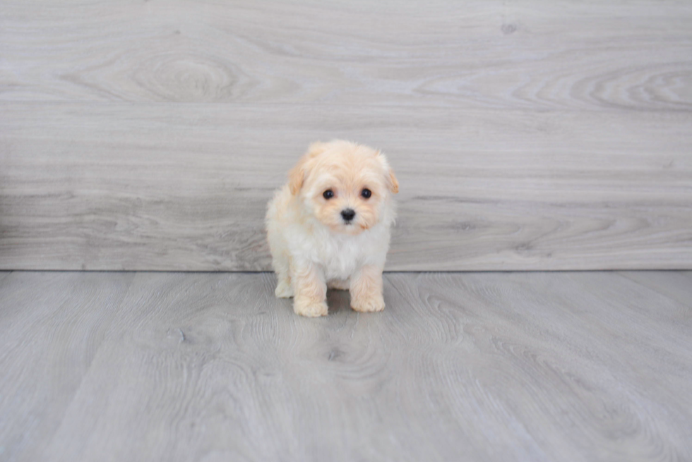 Funny Maltipoo Poodle Mix Pup