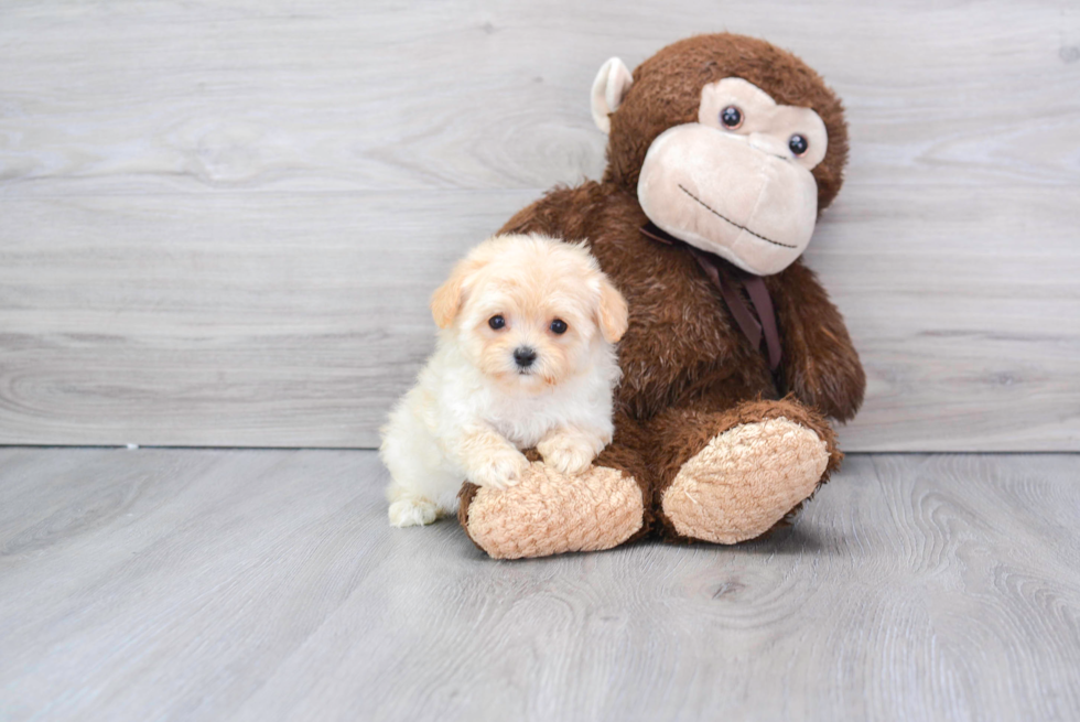 Best Maltipoo Baby