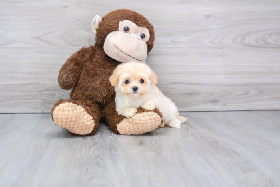 Playful Maltepoo Poodle Mix Puppy