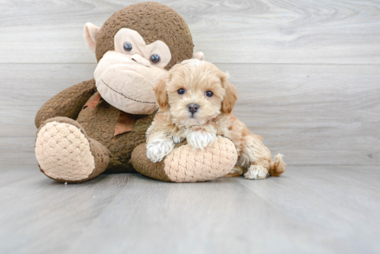 Maltipoo Pup Being Cute