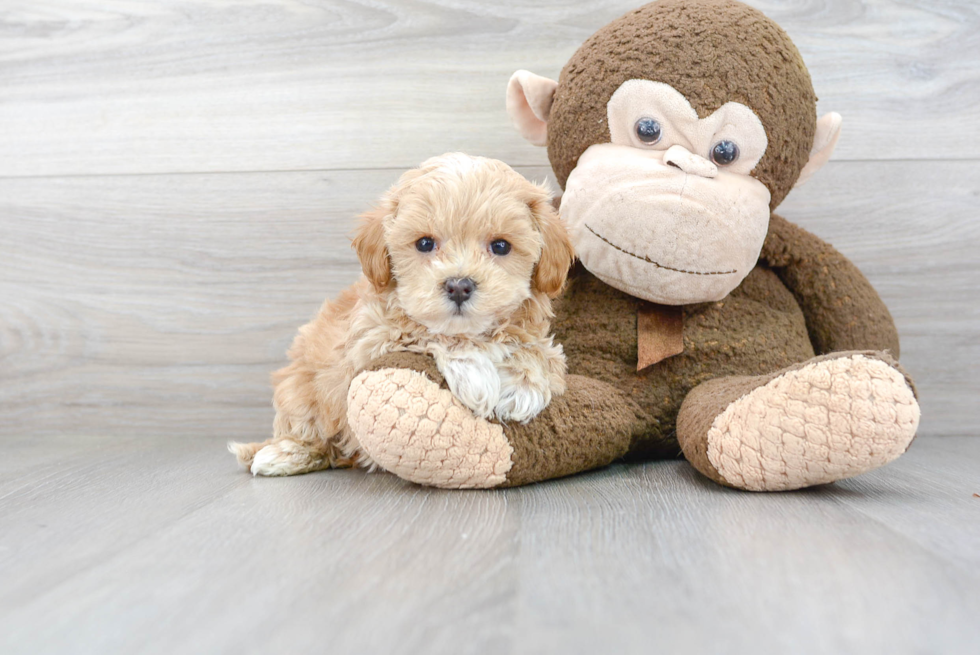 Maltipoo Puppy for Adoption