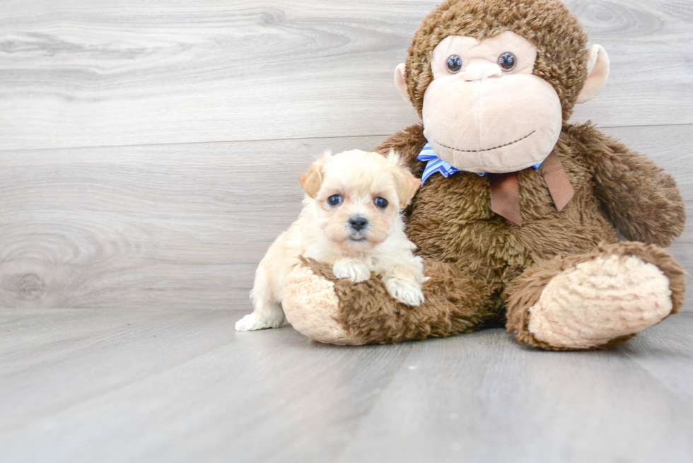 Cute Maltipoo Poodle Mix Pup