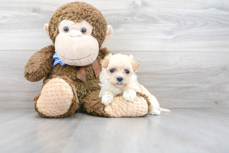 Cute Maltipoo Poodle Mix Pup