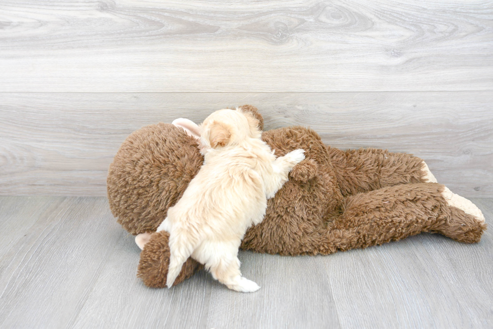 Best Maltipoo Baby