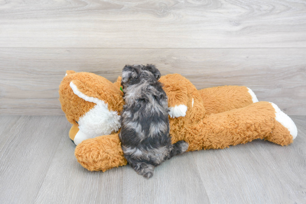 Maltipoo Pup Being Cute