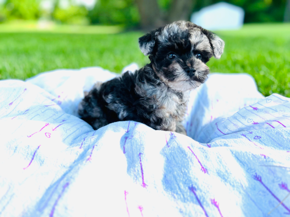 Fluffy Maltipoo Poodle Mix Pup