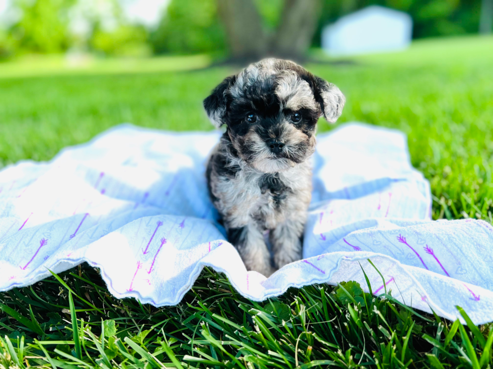 Maltipoo Pup Being Cute