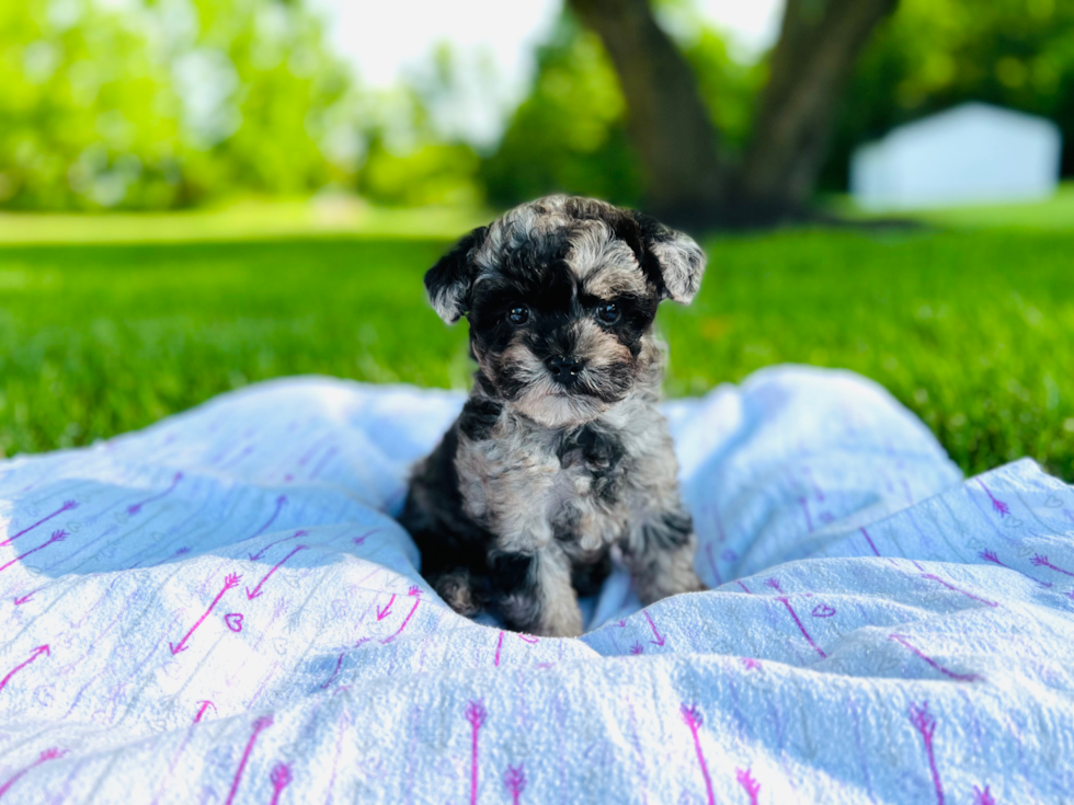 Fluffy Maltipoo Poodle Mix Pup