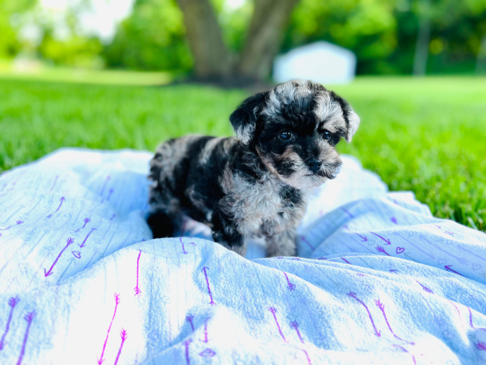 Happy Maltipoo Baby