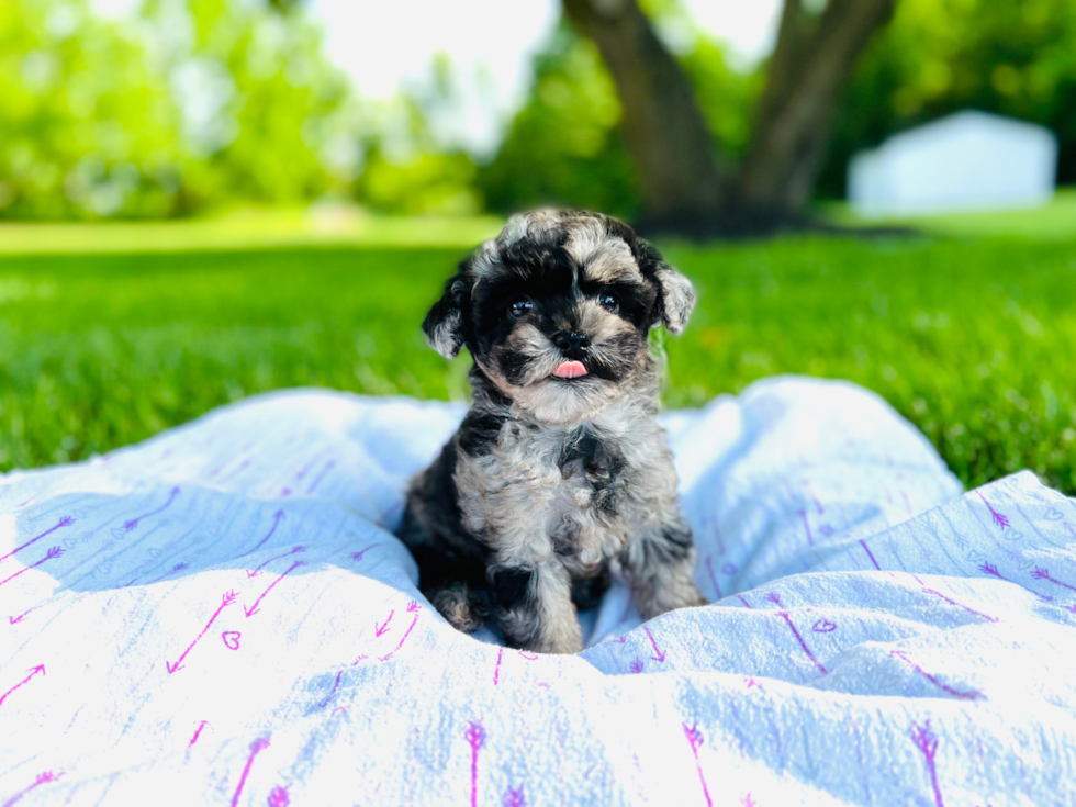 Small Maltipoo Baby