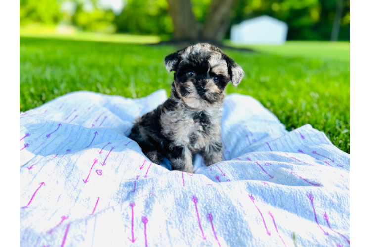 Maltipoo Puppy for Adoption