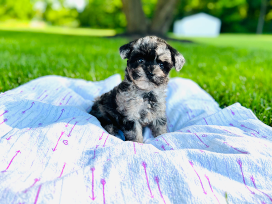 Maltipoo Puppy for Adoption