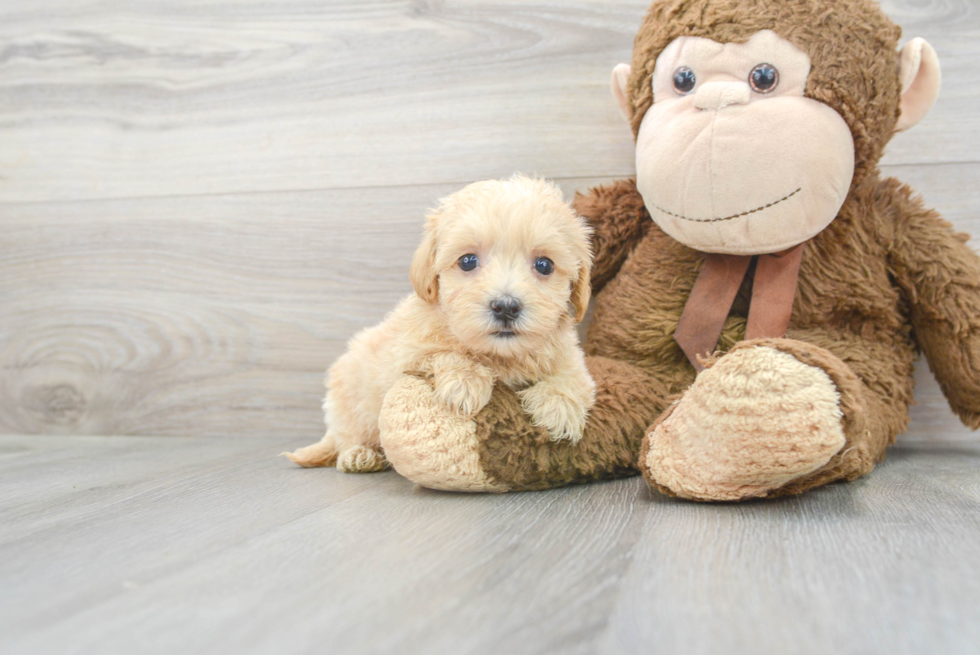 Energetic Maltepoo Poodle Mix Puppy