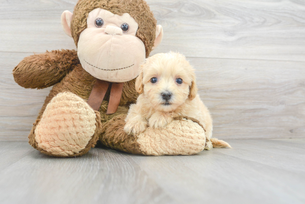 Maltipoo Pup Being Cute