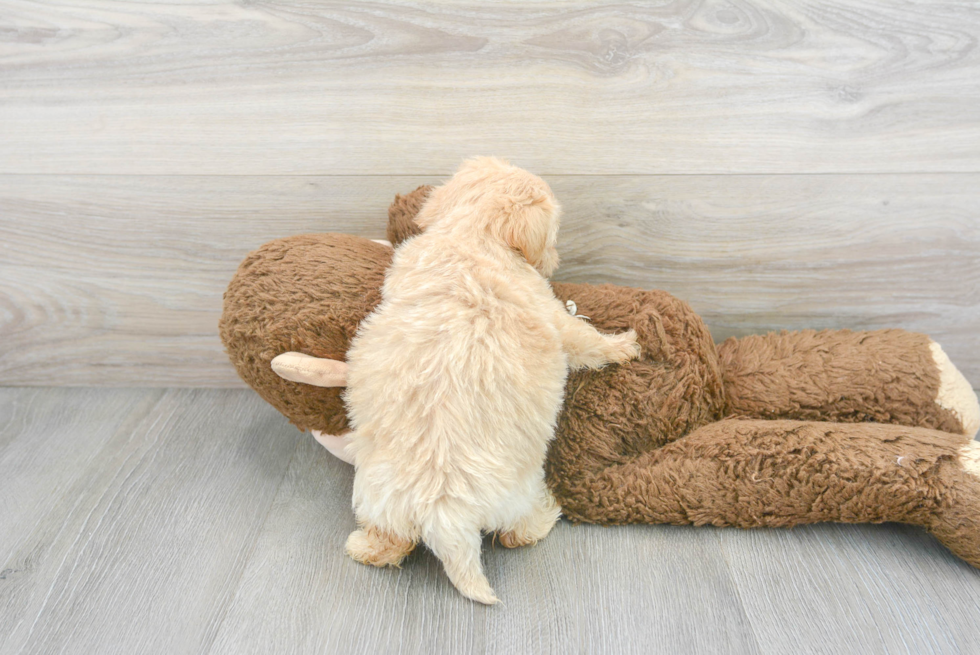 Smart Maltipoo Poodle Mix Pup