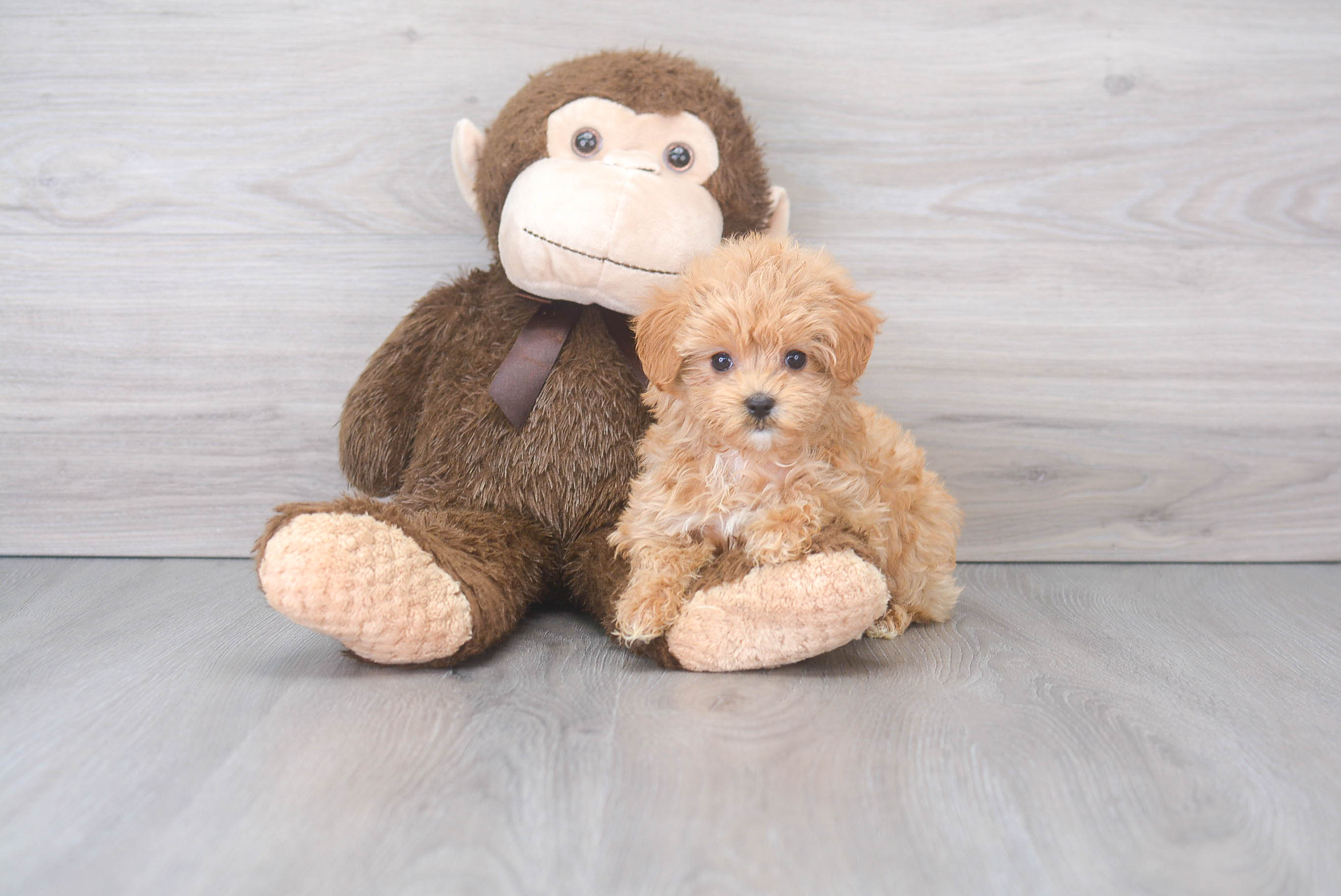 Funny Maltipoo Poodle Mix Pup