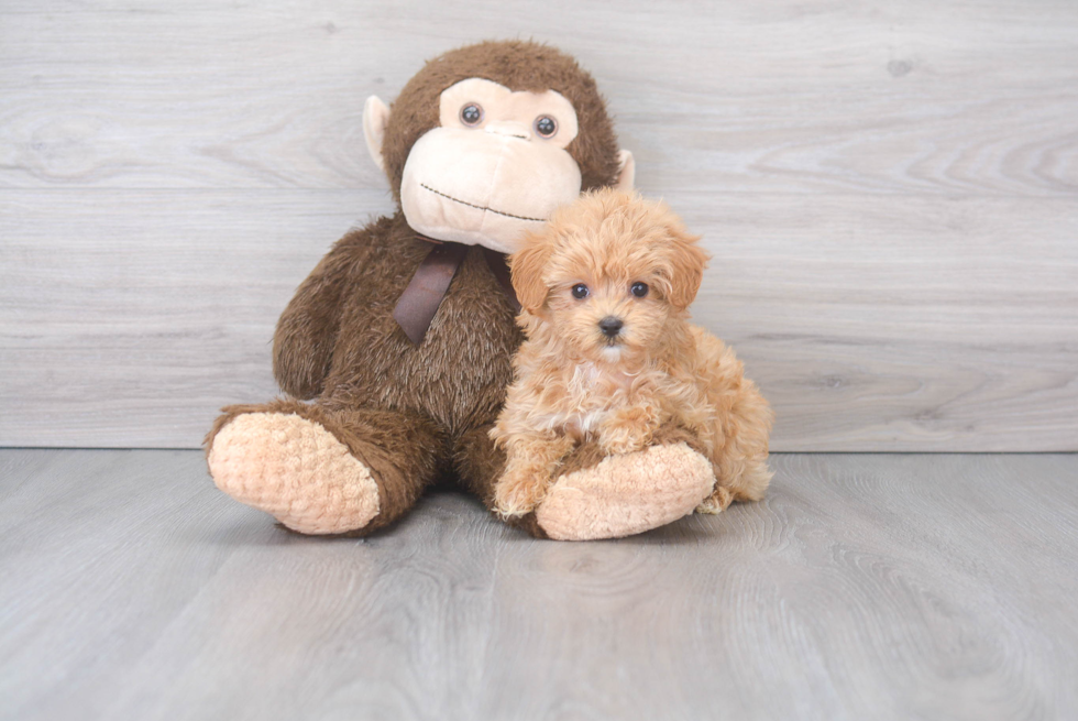 Funny Maltipoo Poodle Mix Pup