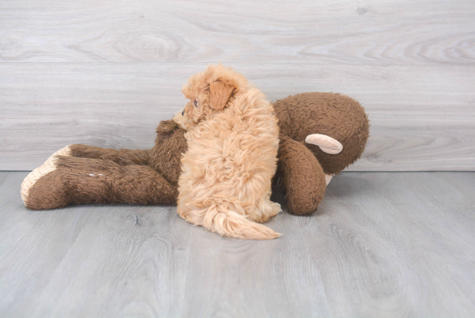 Maltipoo Pup Being Cute