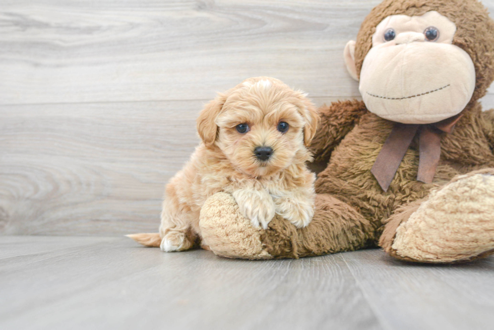 Maltipoo Puppy for Adoption