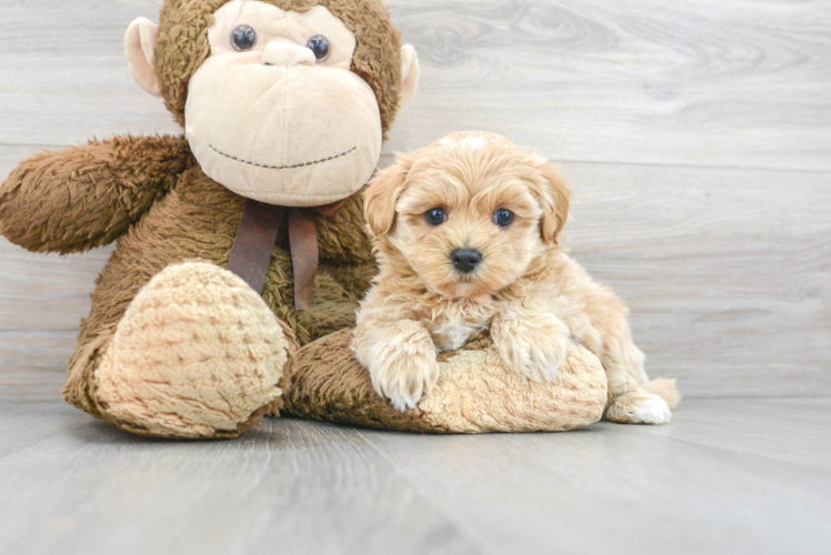 Little Maltese Poodle Poodle Mix Puppy