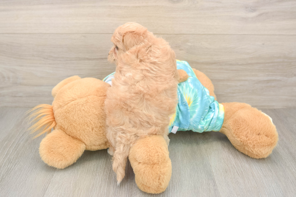Maltipoo Puppy for Adoption