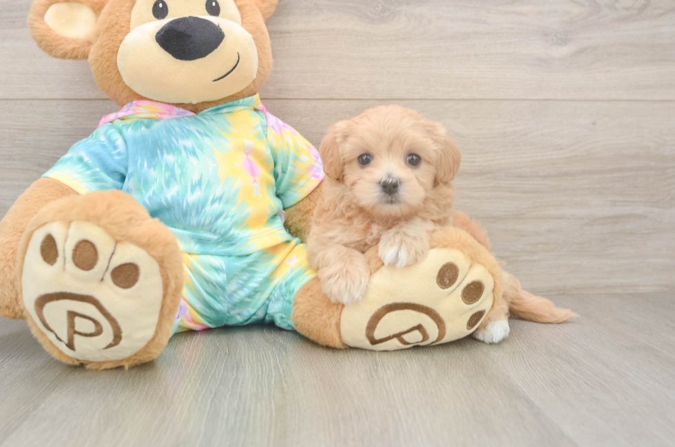5 week old Maltipoo Puppy For Sale - Premier Pups