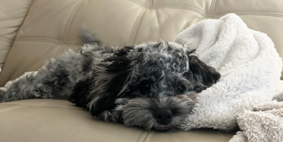 The Merle Cockapoo: Expert Guide to Blue and Chocolate Merle Coats 