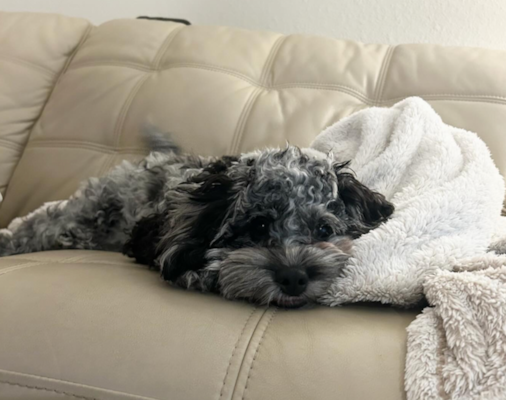 Merle Cockapoo Guide: Expert Insights, Pictures +MORE 