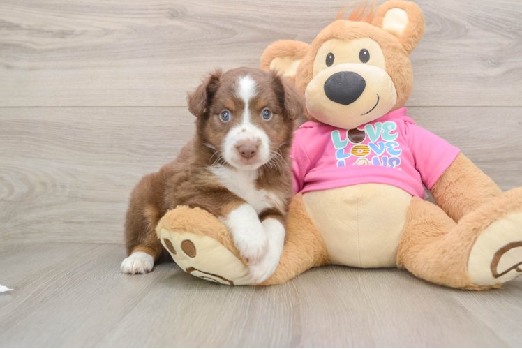 Little Mini Aussie Purebred Pup