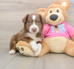 5 week old Mini Aussie Puppy For Sale - Premier Pups