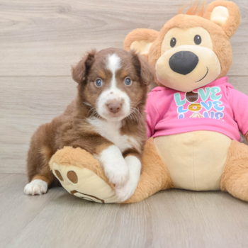 Little Mini Aussie Purebred Pup