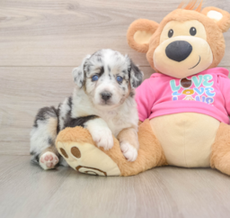 5 week old Mini Aussie Puppy For Sale - Premier Pups