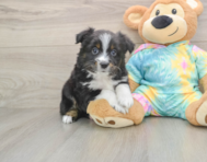 5 week old Mini Aussie Puppy For Sale - Premier Pups