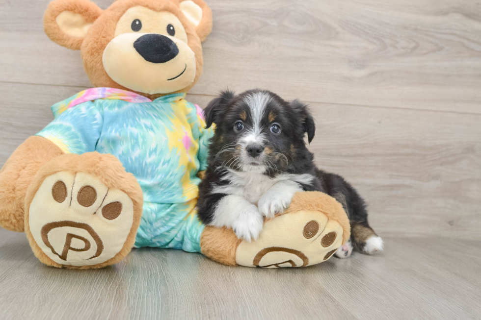 Cute Mini Australian Shepherd Purebred Puppy