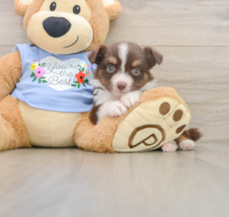 5 week old Mini Aussie Puppy For Sale - Premier Pups