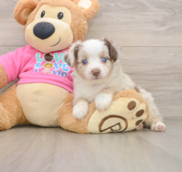 5 week old Mini Aussie Puppy For Sale - Premier Pups