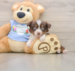6 week old Mini Aussie Puppy For Sale - Premier Pups