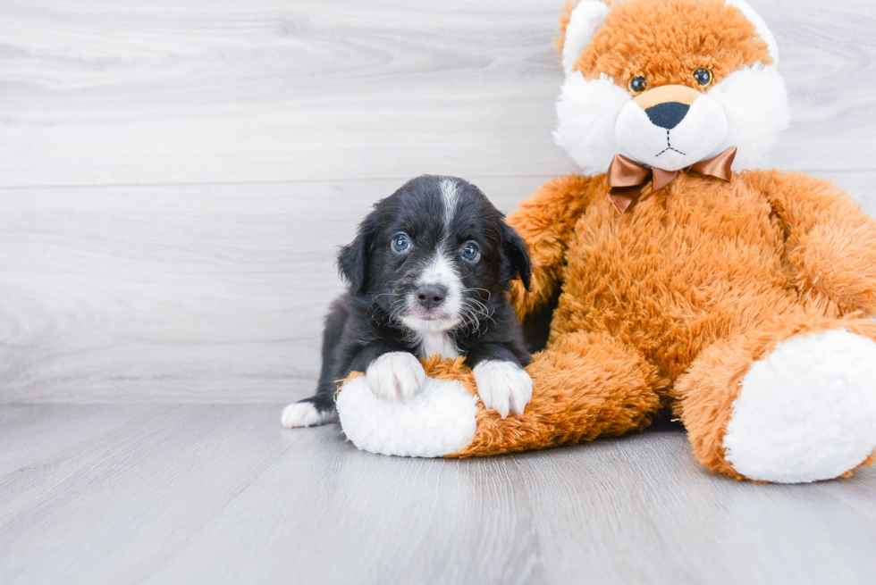 Friendly Mini Aussie Baby