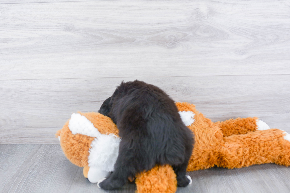 Playful Mini Aussie Purebred Pup