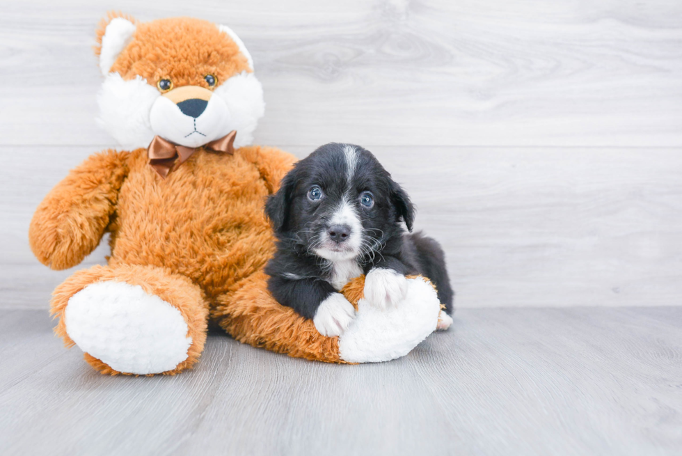 Cute Miniature Austrailian Shepherd Purebred Puppy