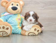 5 week old Mini Aussie Puppy For Sale - Premier Pups