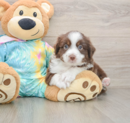 8 week old Mini Aussie Puppy For Sale - Premier Pups