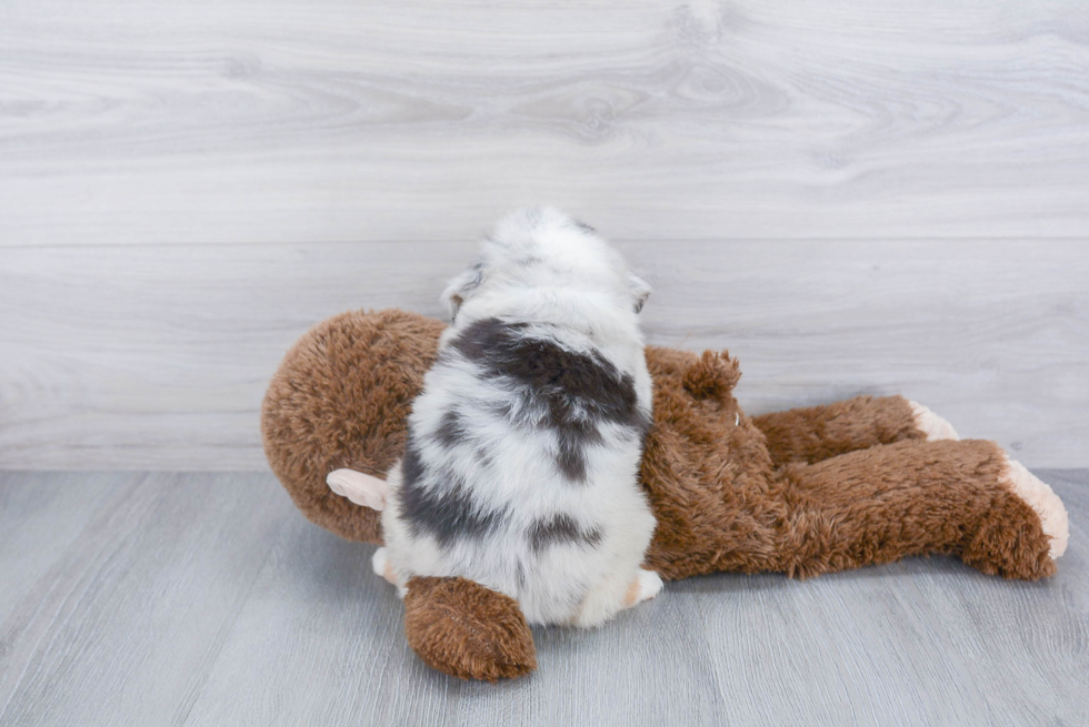 Mini Aussie Pup Being Cute