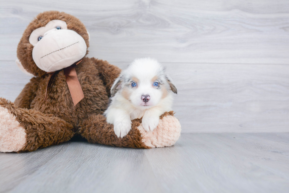 Funny Mini Aussie Baby