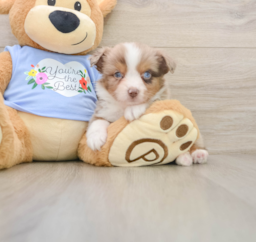 5 week old Mini Aussie Puppy For Sale - Premier Pups