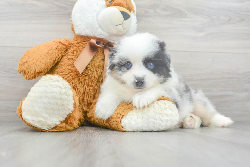 Hypoallergenic Mini Aussie Baby